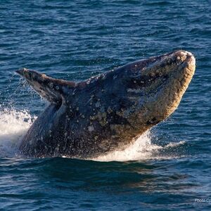 Veranstaltung: San Diego Harbor: 2-Hour Cruise with Live Guide, San Diego in san diego