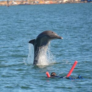 Veranstaltung: Dolphin Discovery Centre Bunbury: Swimming with Dolphins Tour, Dolphin Discovery Centre Bunbury in Bunbury