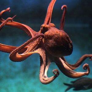 Veranstaltung: Acquario di Livorno, Acquario di Livorno in Livorno