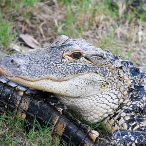 Veranstaltung: Everglades: 1-Hour Boggy Creek Airboat Tour at Southport Park, Daytona Beach Day Trips from Orlando in Orlando