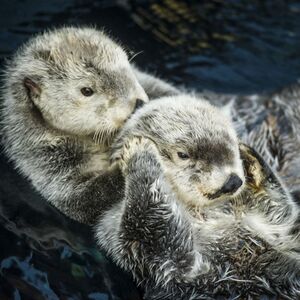 Veranstaltung: Oceanário de Lisboa: bilhete de entrada, Oceanário de Lisboa in Lisbon