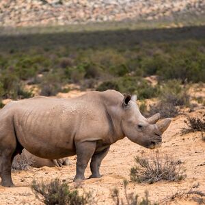 Veranstaltung: Aquila Private Game Reserve: Small-Group Safari Tour + Lunch + Transport, Safari Day Trips from Cape Town in Cape Town