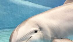 Veranstaltung: Oceanogràfic y Museo de las Ciencias: Entrada, Oceanogràfic de Valencia in València