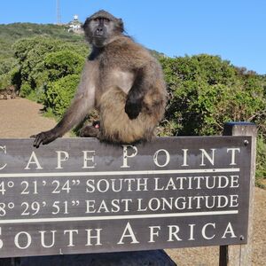 Veranstaltung: Table Mountain, Boulders Beach & Cape Point: Private Tour + Roundtrip Transfer, Cape Town in cape town