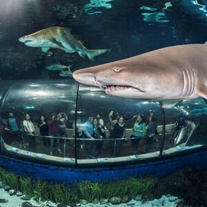 Veranstaltung: Acuario de Barcelona: Flexi-Ticket, Barcelona Aquarium in Barcelona