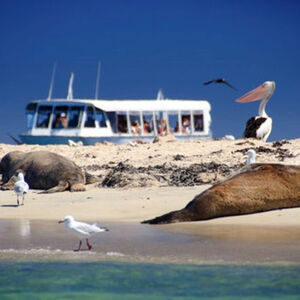 Veranstaltung: Dolphin, Penguin and Sea Lion Cruise, Shoalwater Islands Marine Park in Shoalwater