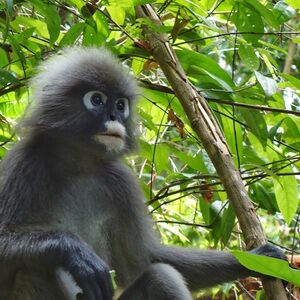 Veranstaltung: The Habitat Penang Hill: Day Admission, The Habitat Penang Hill in George Town