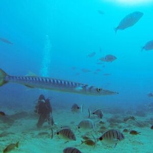 Veranstaltung: Los Cristianos: Clase guiada de buceo, Tenerife Water Activities in Tenerife