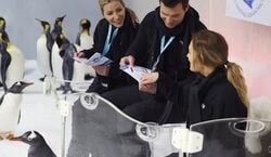 Veranstaltung: SEA LIFE Melbourne: Penguin Passport Experience, SEA LIFE Melbourne Aquarium in Melbourne