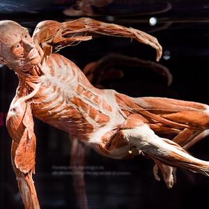 Veranstaltung: Body Worlds - The Happiness Project: Skip The Line Ticket, Body Worlds - The Happiness Project in Amsterdam