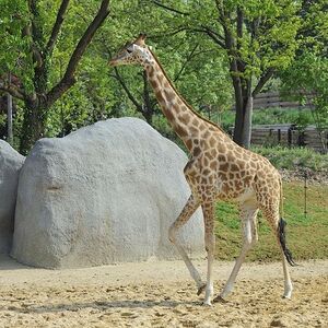 Veranstaltung: Billets pour le Parc Zoologique de Paris, Parc Zoologique de Paris in Paris