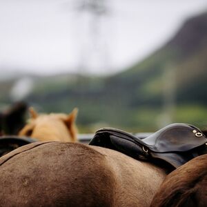 Veranstaltung: Iceland: Horseback Riding - Countryside Tour, Iceland Wildlife Experiences in Reykjavík