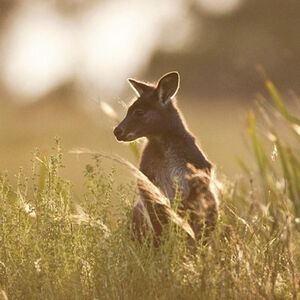 Veranstaltung: Sunset Blue Mountains Wilderness & Wildlife Tour (Without the Crowds), 814 George St in Chippendale