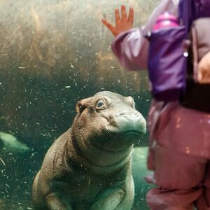 Veranstaltung: Copenhagen ZOO: Skip The Line Ticket, Copenhagen Zoo in Frederiksberg