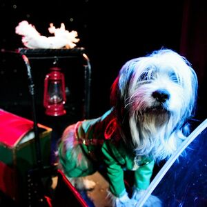 Veranstaltung: V Theater Las Vegas: Popovich Comedy Pet Theater, Las Vegas in las vegas