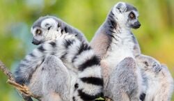 Veranstaltung: Woodland Park Zoo: Skip The Line Ticket, Woodland Park Zoo in Seattle