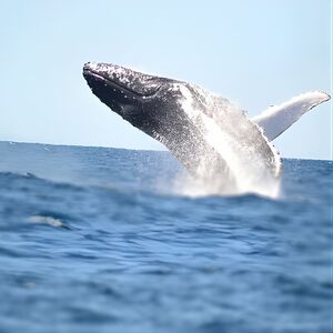 Veranstaltung: Small Boat Whale Watching Tour in Gold Coast, 95 Marine Parade in Gold Coast