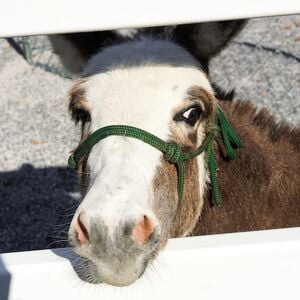 Veranstaltung: General Admission to SkyLand Ranch, Skyland Ranch in Sevierville