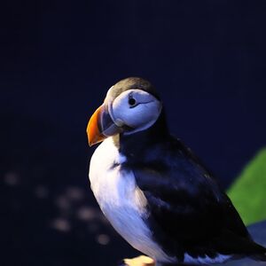 Veranstaltung: Sea Life Trust Beluga Whale Sanctuary: Puffin Rescue and Aquarium, Sea Life Trust Beluga Whale Sanctuary / Sæheimar Aquarium in Vestmannaeyjabær