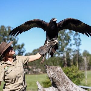 Veranstaltung: Lone Pine Koala Sanctuary: Entry Ticket, Lone Pine Koala Sanctuary in Brisbane