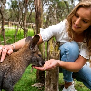 Veranstaltung: Penguin Parade + Moonlit Sanctuary Wildlife Park: Day Trip from Melbourne, Phillip Island Nature Parks in Summerlands