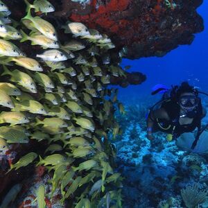 Veranstaltung: Cancún: Buceo para principiantes, Cancún Water Sports in Cancún