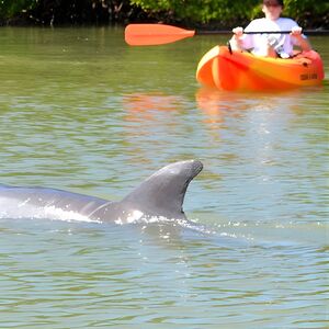 Veranstaltung: Lovers Key Guided Eco Tour-Mangrove Estuary, 8720 Estero Blvd in Fort Myers