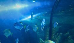 Veranstaltung: Exploris Aquarium: Entry Ticket, Exploris Aquarium in Portaferry