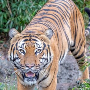 Veranstaltung: Audubon Zoo: Entry Ticket, Audubon Zoo in New Orleans