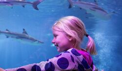Veranstaltung: SEA LIFE Oberhausen: Eintrittskarte, SEA LIFE Oberhausen in Oberhausen