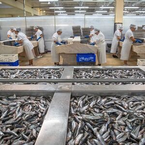 Veranstaltung: Visita à fábrica do Conservas Pinhais, Pinhais & Cia, Lda. in Porto