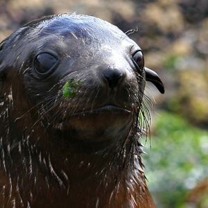 Veranstaltung: Phillip Island Seal Watching Cruise, Wildlife Coast Cruises in Cowes