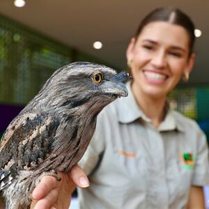 Veranstaltung: Australian Reptile Park: Entry Ticket, Australian Reptile Park in Somersby