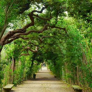 Veranstaltung: Palazzo Pitti, Giardino di Boboli e Giardino Bardini: Salta la Fila, Palazzo Pitti in Firenze