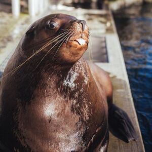 Veranstaltung: Vancouver Aquarium: All-Access Ticket, Vancouver Aquarium in Vancouver