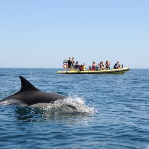 Veranstaltung: Benagil e Observação de Golfinhos: Cruzeiro Insónia (Semi-Rígido) a partir de Albufeira, Algarve Dolphin Watching in Albufeira