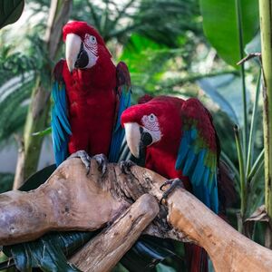 Veranstaltung: Bloedel Conservatory: Entry Ticket, Bloedel Conservatory in Vancouver