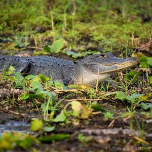 Veranstaltung: Everglades: 30-Minute Boggy Creek Airboat Tour At Southport Park, Daytona Beach Day Trips from Orlando in Orlando