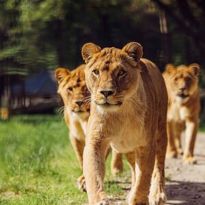 Veranstaltung: Safaripark Beekse Bergen, Beekse Bergen in Hilvarenbeek