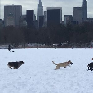 Veranstaltung: New York: Central Park Walking Tour, New York in new york city