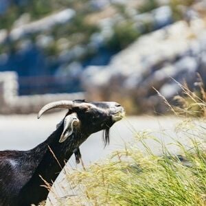 Veranstaltung: Circuit des Gorges du Verdon et des Champs de Lavande, Day Trips from Nice in Nice