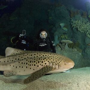 Veranstaltung: Downtown Aquarium Houston, Downtown Aquarium in Houston