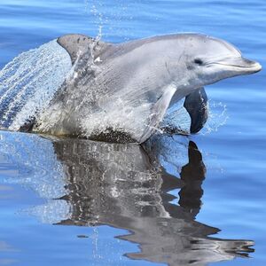 Veranstaltung: Mandurah: Giant & Dolphin Guided Sightseeing Cruise, Mandurah Cruises in Mandurah