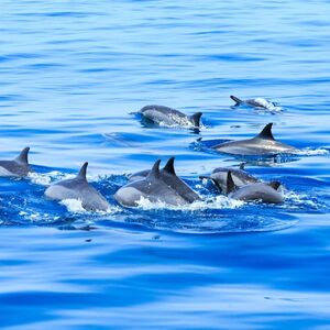 Veranstaltung: Mallorca: 3 Horas de Amanecer en el Mar y Excursión con Delfines, Mallorca Boat Trips in Palma de Mallorca