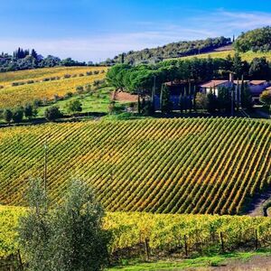 Veranstaltung: Da Siena a Montalcino: Tour del vino Brunello, Day Trips from Siena in Siena