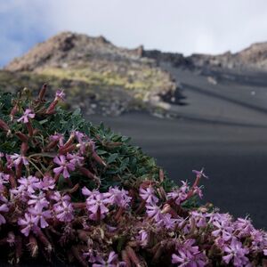 Veranstaltung: Monte Etna e Grotta della Lava: Tour guidato, Mount Etna in Nicolosi