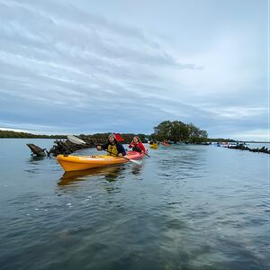 Veranstaltung: Adelaide Dolphin Sanctuary and Ships Graveyard Kayak Tour, Adventure Kayaking SA- Port River Dolphins in Port Adelaide