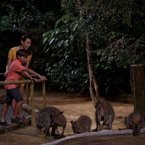 Veranstaltung: 2-in-1 Park Hopper: Singapore Night Safari + River Wonders, Night Safari in Singapore