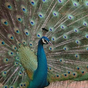 Veranstaltung: Jardim Zoológico de Lisboa: Bilhete de acesso rápido, Lisbon Zoo in Lisbon