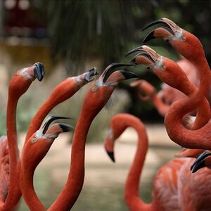 Veranstaltung: Zoo de Lagos: Bilhete de entrada, Lagos Zoo in Lagos